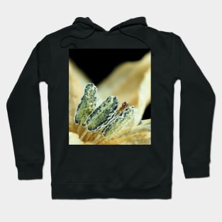 Hot chili pepper flower under the microscope Hoodie